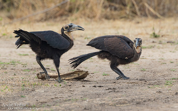 Zuidelijke Hoornraaf / Ground Hornbill - South Luangwa NP