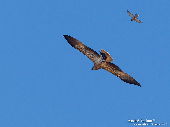 Wigstaartwouw / Whistling Kite - Bowra Sanctuary