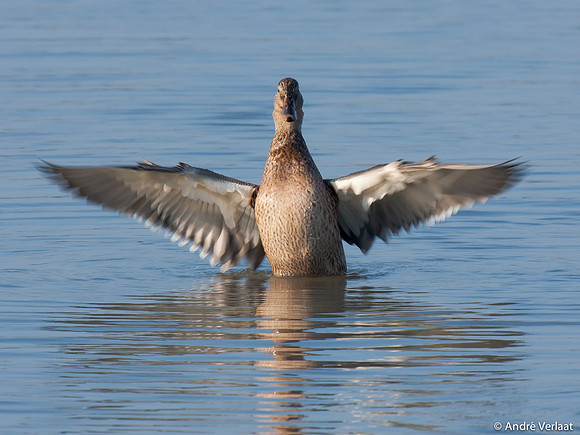 Wilde Eend / Mallard - Leekermeer