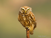 Steenuil / Little Owl - Lesvos