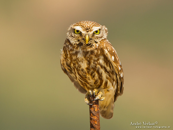 Steenuil / Little Owl - Lesvos