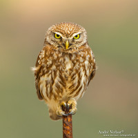 Steenuil / Little Owl - Lesvos