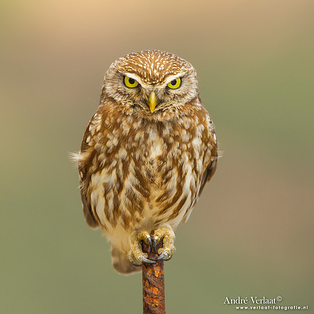 Steenuil / Little Owl - Lesvos