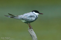 Witwangstern / Whiskered Tern - Hortobagyi Nemzet Park