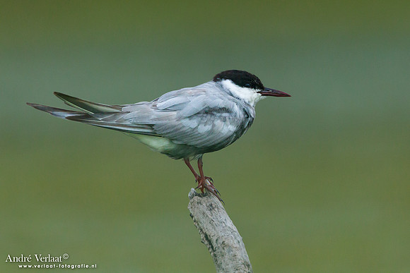 Witwangstern / Whiskered Tern - Hortobagyi Nemzet Park