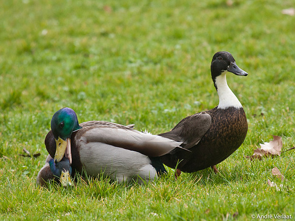 Wilde Eend / Mallard - Enkhuizen
