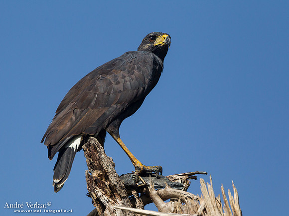 Zwarte Arendbuizerd / Great Black Hawk - Bigi Pan