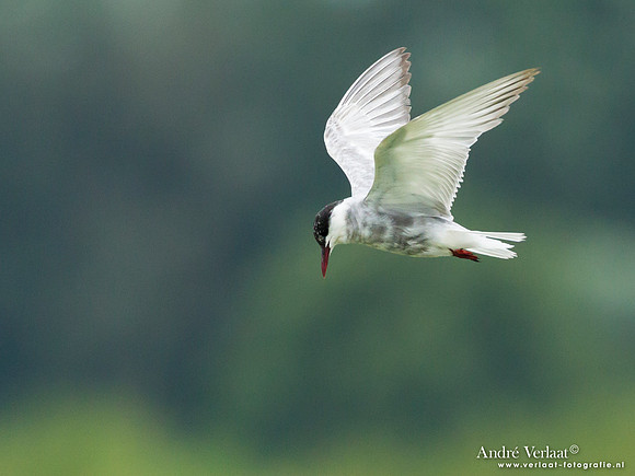 Witwangstern / Whiskered Tern - Hortobagyi Nemzet Park
