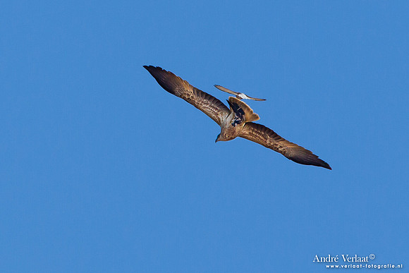 Wigstaartwouw / Whistling Kite - Bowra Sanctuary