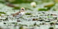 Witwangstern / Whiskered Tern - Hortobagyi Nemzet Park