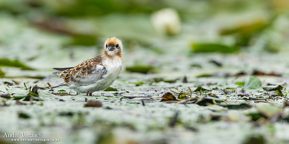 Witwangstern / Whiskered Tern - Hortobagyi Nemzet Park