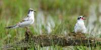 Witwangstern / Whiskered Tern - Hortobagyi Nemzet Park