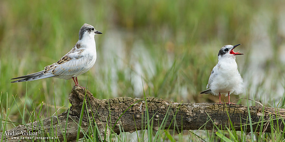 Witwangstern / Whiskered Tern - Hortobagyi Nemzet Park