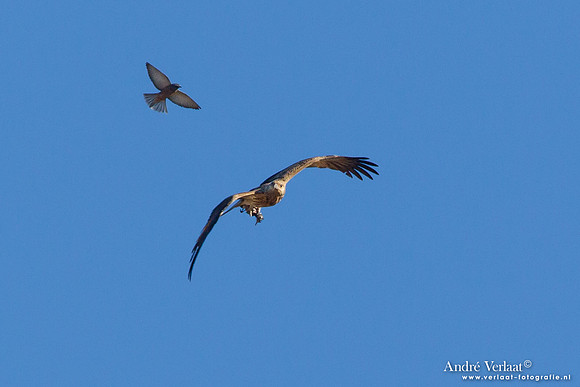 Wigstaartwouw / Whistling Kite - Bowra Sanctuary