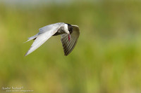 Witwangstern / Whiskered Tern - Hortobagyi Nemzet Park