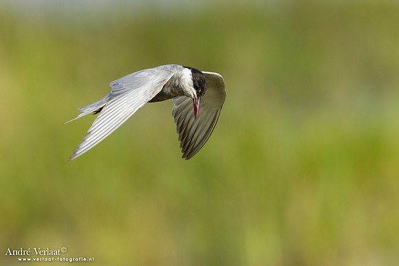 Witwangstern / Whiskered Tern - Hortobagyi Nemzet Park