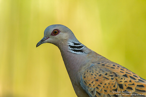 Zomertortel / Turtle-Dove - Tiszagyenda