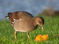 Waterhoen / Common Moorhen - Wognum