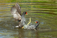 Waterhoen / Common Moorhen - Hoogwoud