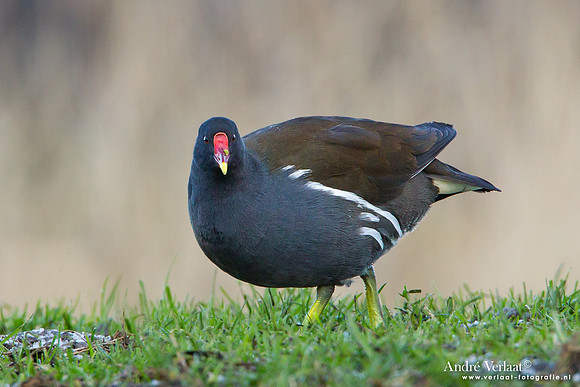 Waterhoen / Common Moorhen - Wogmeer