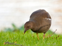 Waterhoen / Common Moorhen - Wognum