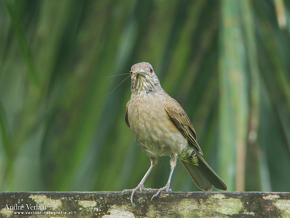 Vaalborstlijster / Pale-breasted Thrush - Commewijne