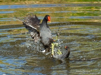 Waterhoen / Common Moorhen - Hoogwoud
