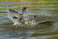 Waterhoen / Common Moorhen - Hoogwoud