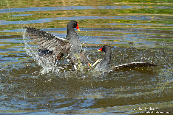Waterhoen / Common Moorhen - Hoogwoud