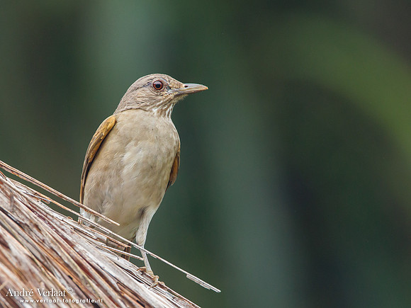 Vaalborstlijster / Pale-breasted Thrush - Commewijne