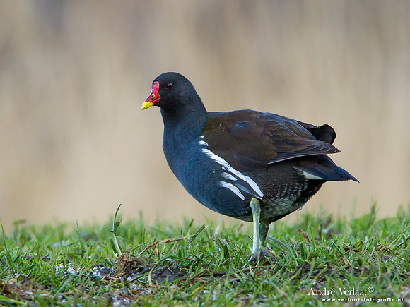 Waterhoen / Common Moorhen - Wogmeer