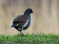 Waterhoen / Common Moorhen - Wogmeer