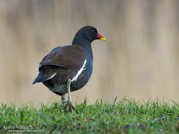 Waterhoen / Common Moorhen - Wogmeer