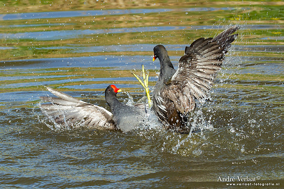 Waterhoen / Common Moorhen - Hoogwoud