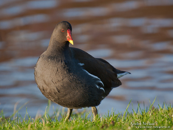 Waterhoen / Common Moorhen - Wognum