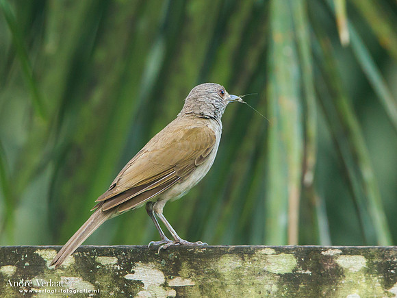 Vaalborstlijster / Pale-breasted Thrush - Commewijne