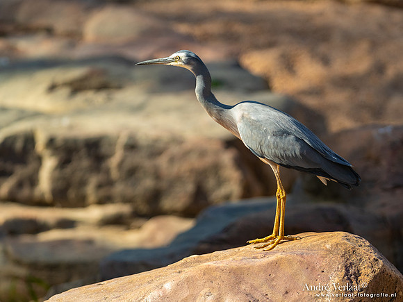 Sumatraanse Reiger / Great-billed Heron - Umbrawarra Gorge Nature Park NT