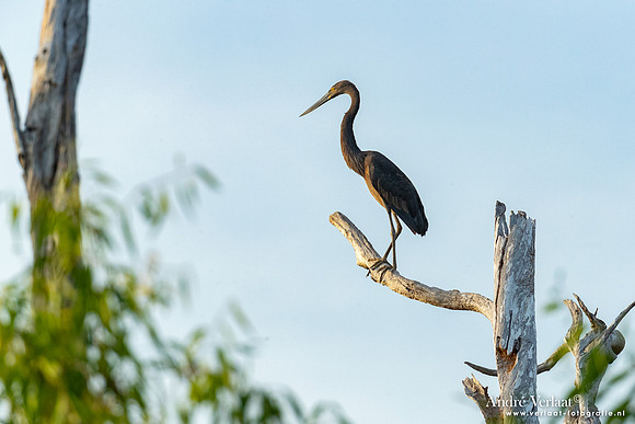 Sumatraanse Reiger / Great-billed Heron - Yellow Waters NT