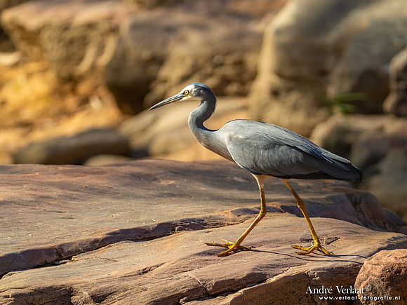 Sumatraanse Reiger / Great-billed Heron - Umbrawarra Gorge Nature Park NT