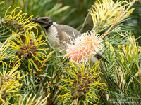 Schreeuwlederkop / Noisy Friarbird - Highfields Qld