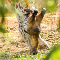 Roodsnavelossenpikker / Red-billed Oxpecker - South Luangwa NP