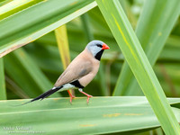 Spitsstaartamadine / Long-tailed Finch