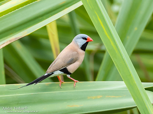 Spitsstaartamadine / Long-tailed Finch - Lorella Springs NT