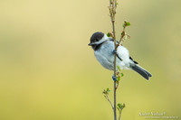 Rouwmees / Sombre Tit - Lesvos