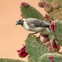 Schreeuwlederkop / Noisy Friarbird