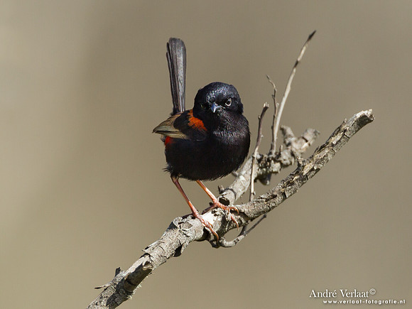 Roodrugelfje / Red-backed Fairy-wren - Noosa