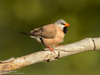 Spitsstaartamadine / Long-tailed Finch - Pine Creek NT
