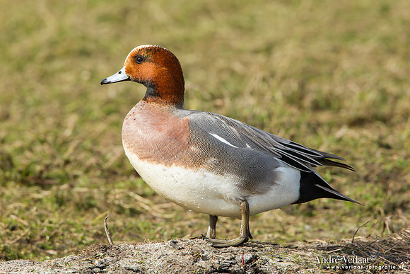 Smient / Wigeon - Zeevang
