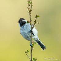Rouwmees / Sombre Tit - Lesvos