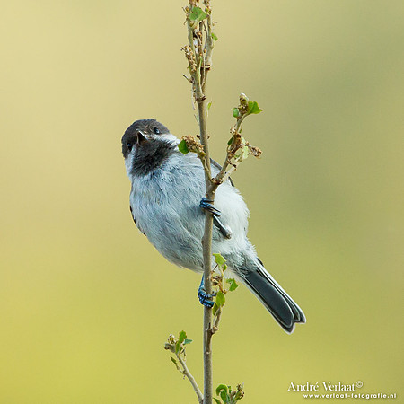Rouwmees / Sombre Tit - Lesvos